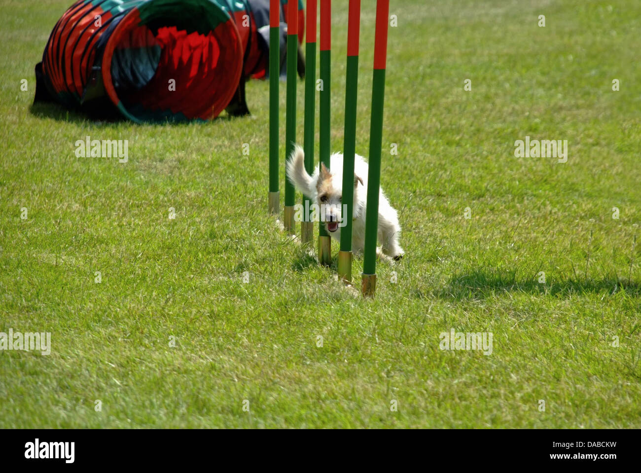 Terrier Hund weben durch Pole an Agilität Hundeausstellung Stockfoto