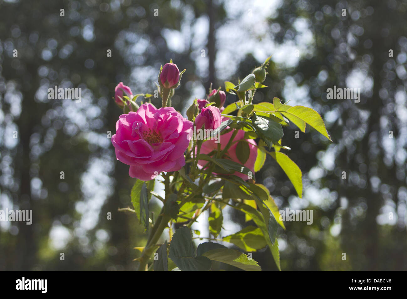 Eine rose Blume Pflanze im Morgengrauen in Kuveshi Dorf. Karnataka, Indien Stockfoto