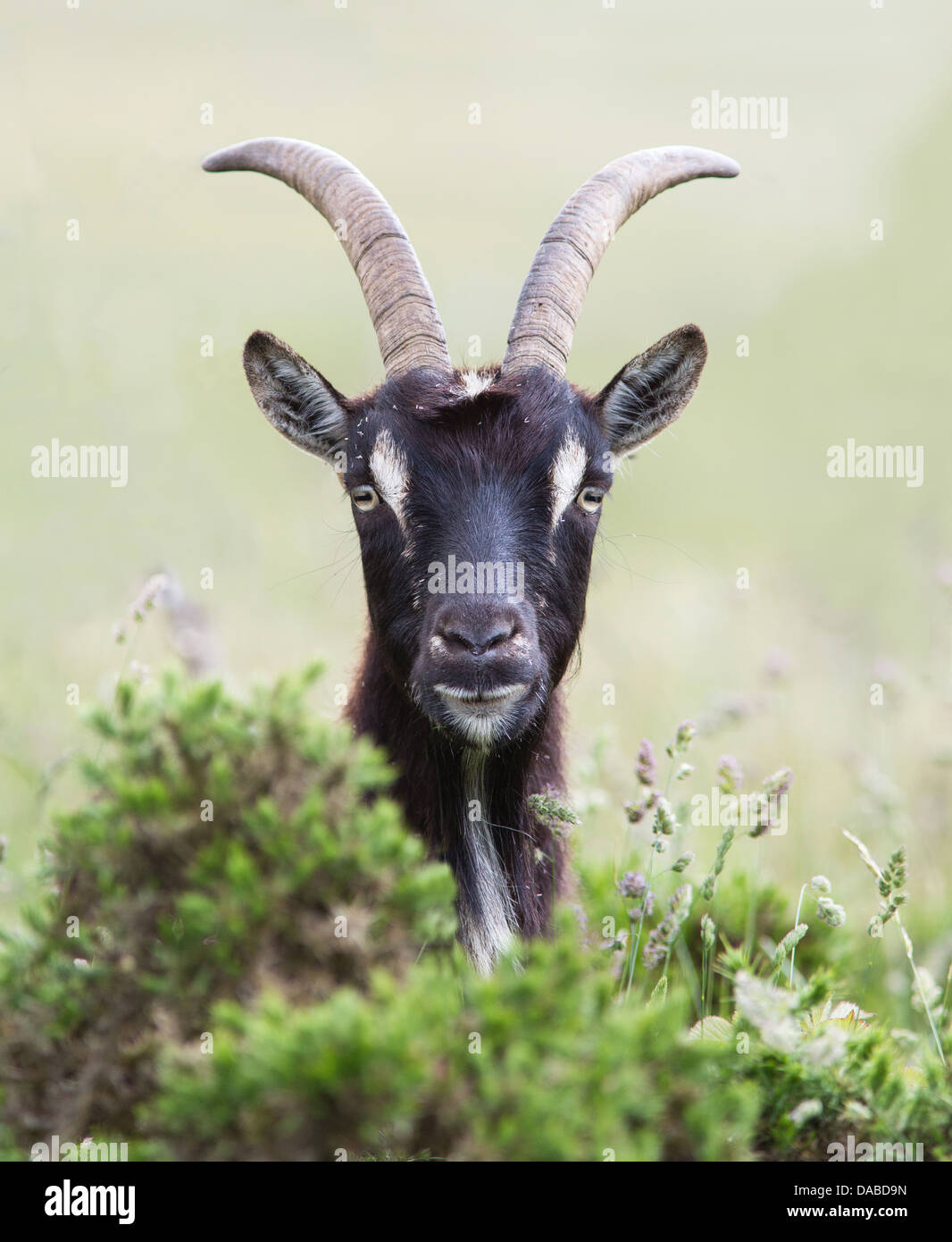 Junge britische primitive Ziegen weiden auf Ginster an der Cheddar Gorge Mendips Somerset UK Stockfoto