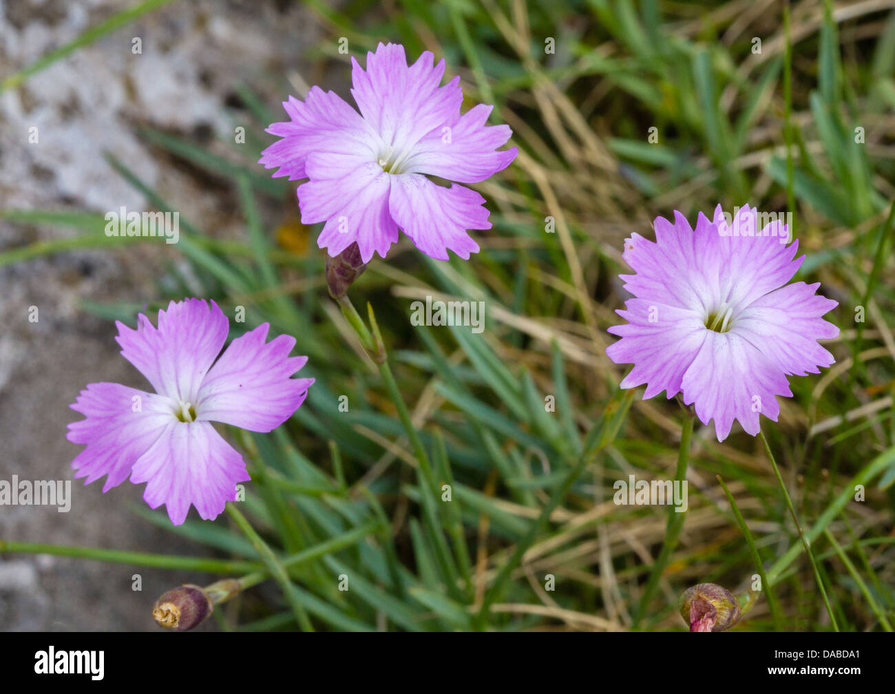 Cheddar Pink Dianthus Gratianopolitanus eine seltene Blume im Vereinigten Königreich nur in der Cheddar Gorge in North Somerset gefunden Stockfoto