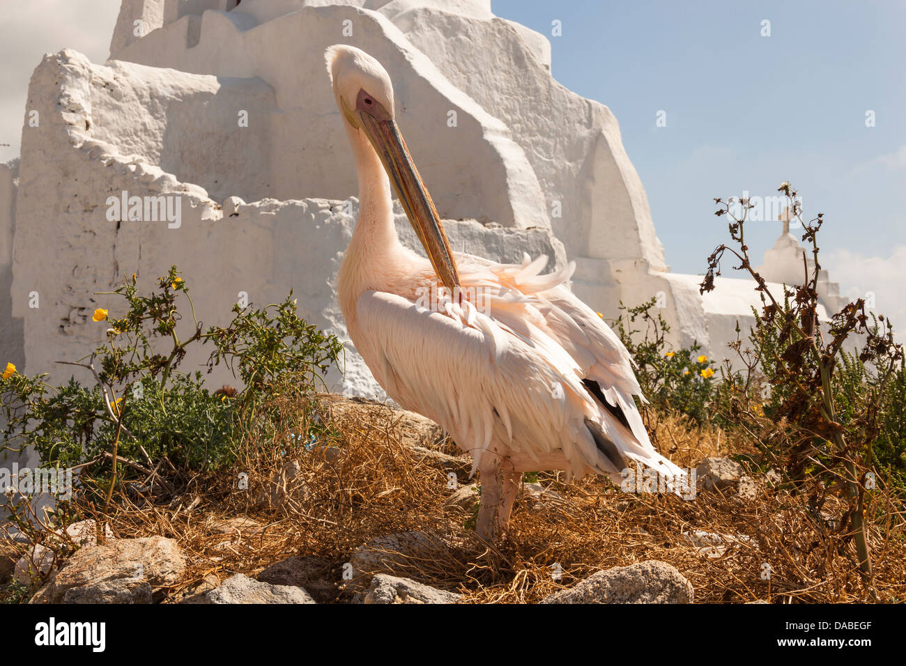 Petros der berühmten Pelikan, Maskottchen der Chora, Mykonos Stadt, Mykonos, Mykonos, Griechenland Stockfoto