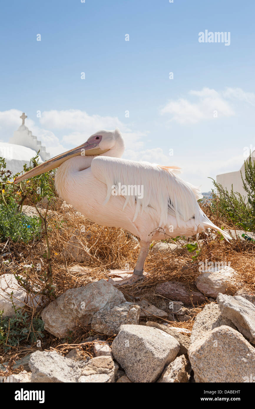 Petros der berühmten Pelikan, Maskottchen der Chora, Mykonos Stadt, Mykonos, Mykonos, Griechenland Stockfoto