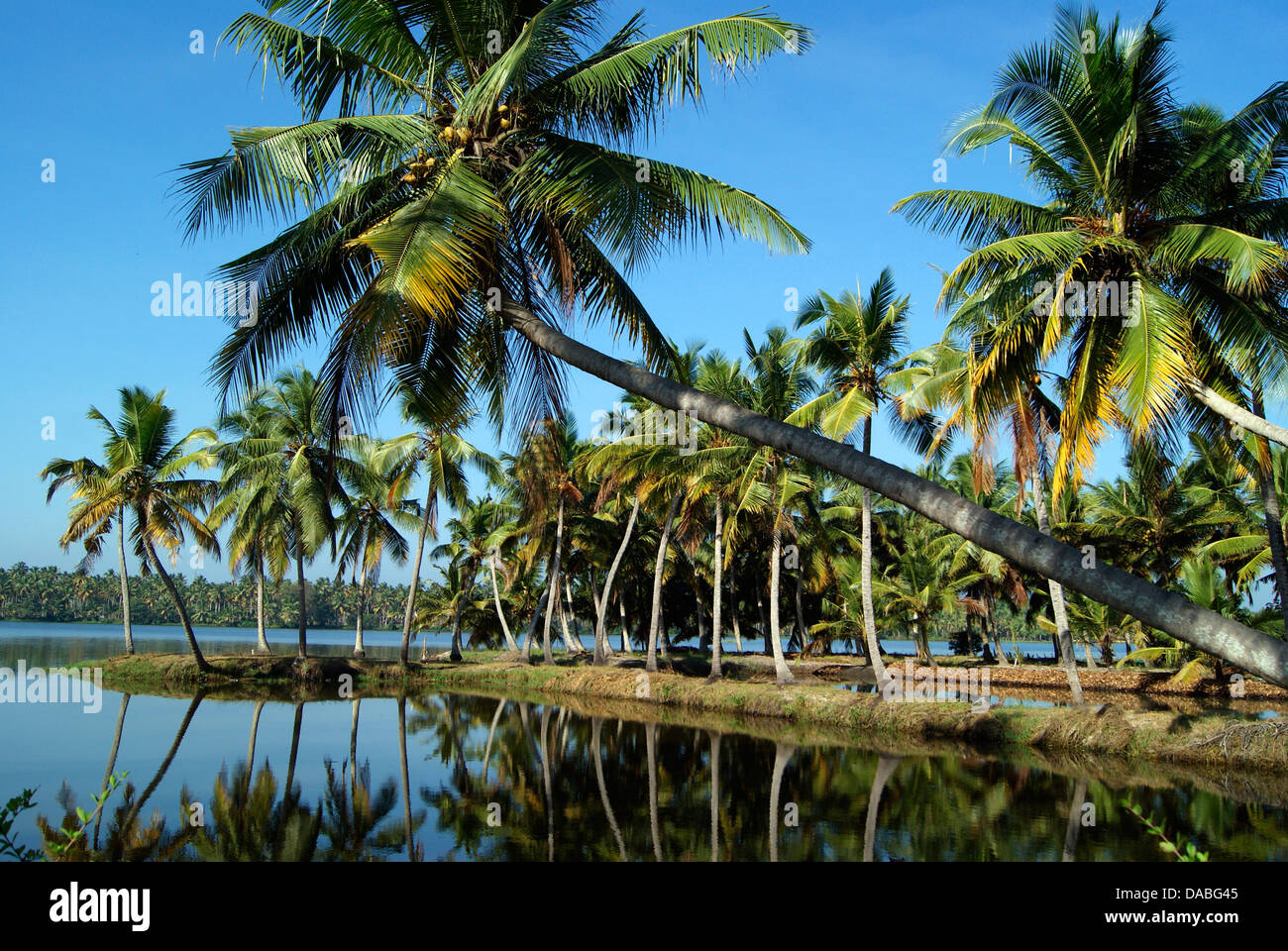 Kerala Backwaters und Coconut tree Landschaft Indien Stockfoto