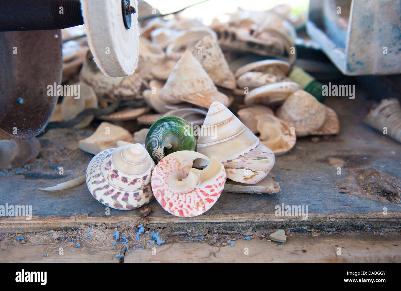 Trochus Perle Meer Muscheln für die Schaltfläche "Produktion One Arm Point, Cape Leveque, Western Australia, angebaut werden Stockfoto