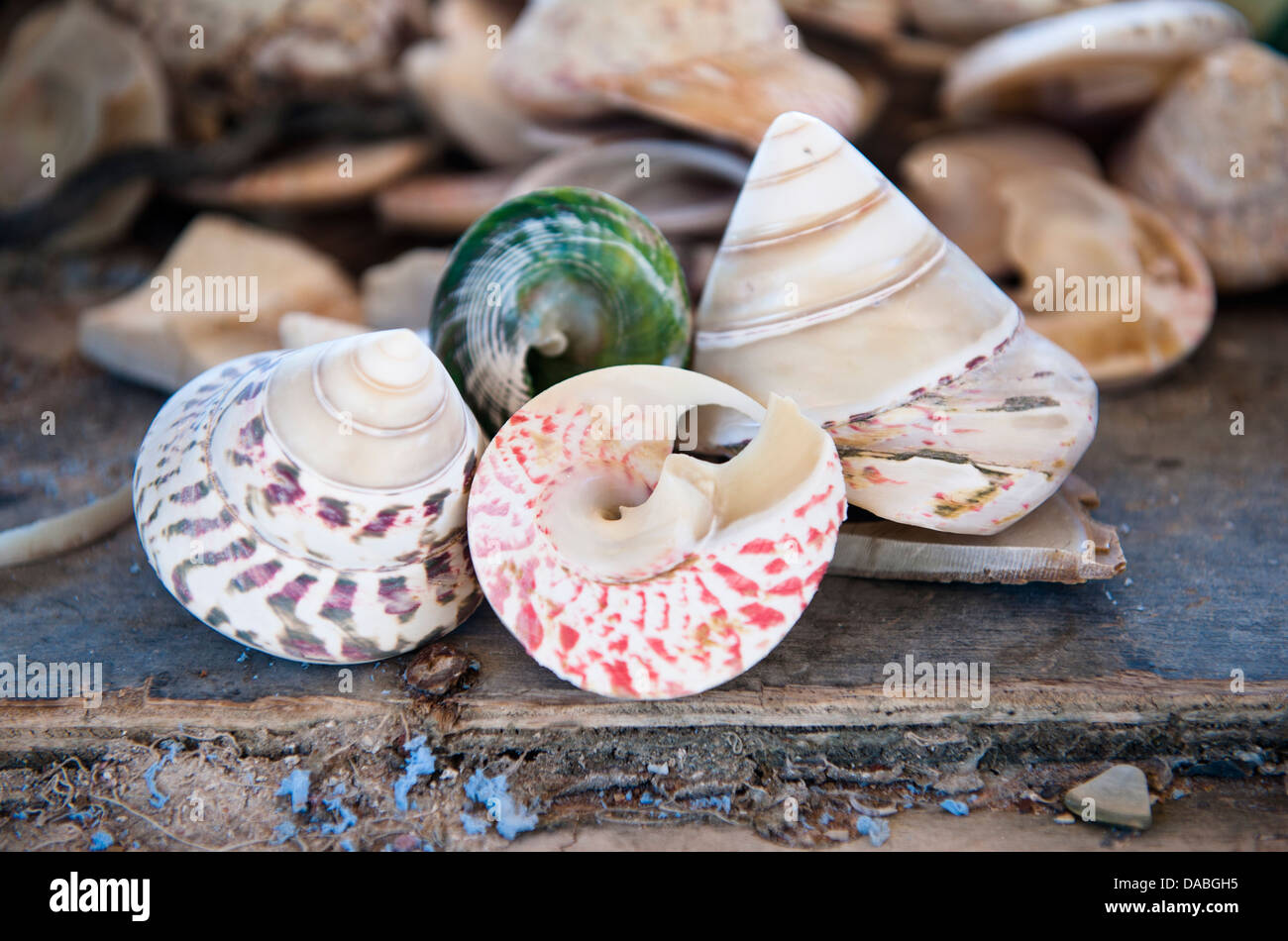 Trochus Perle Meer Muscheln für die Schaltfläche "Produktion One Arm Point, Cape Leveque, Western Australia, angebaut werden Stockfoto