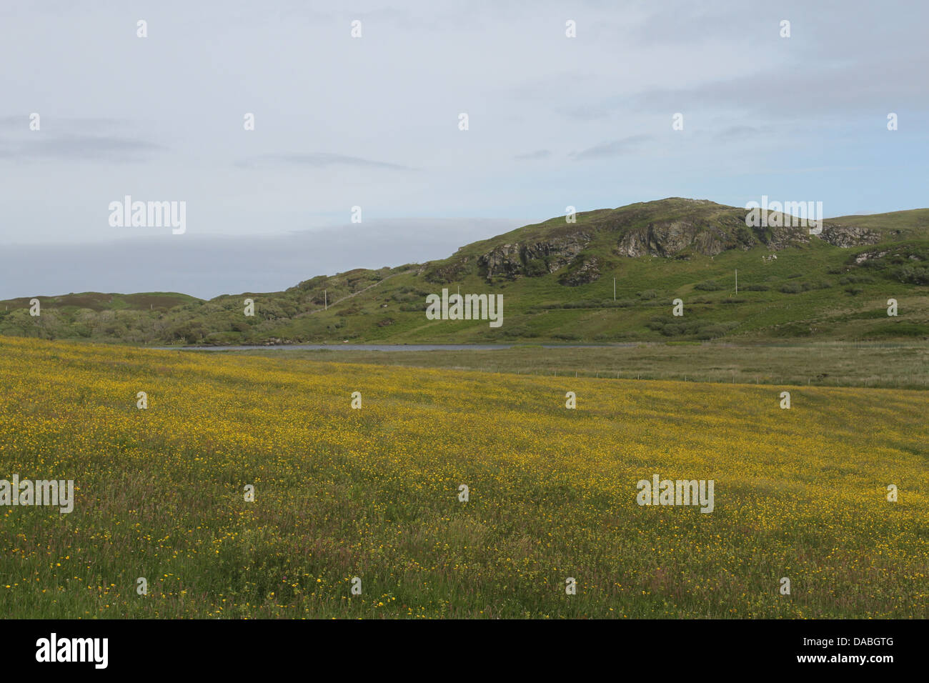 Feld Insel colonsay Schottland juni 2013 Stockfoto