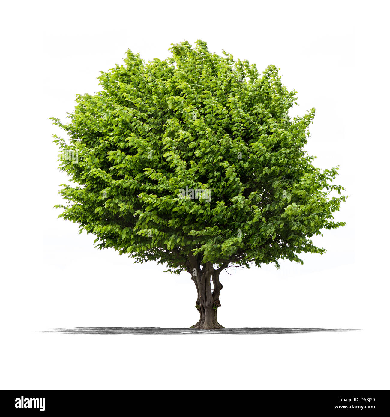 Blick auf einen grünen Baum auf einem weißen Hintergrund Stockfoto