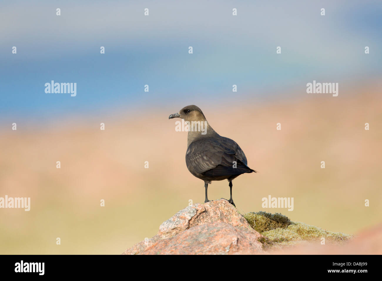 Arktisches Skua; Stercorarius Parasiticus; Shetland; UK Stockfoto