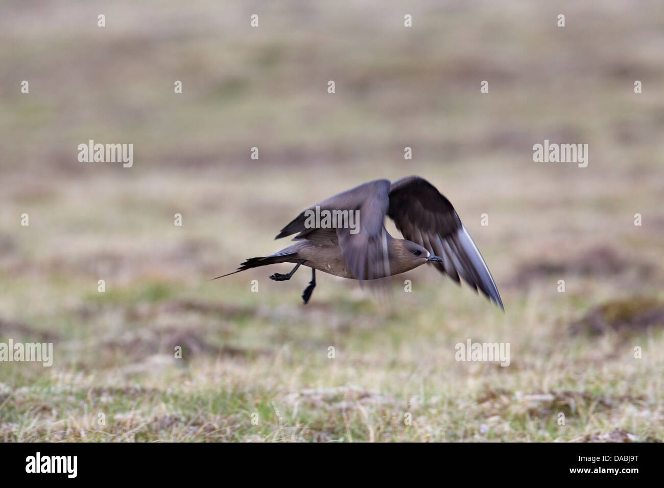 Arktisches Skua; Stercorarius Parasiticus; Shetland; UK Stockfoto