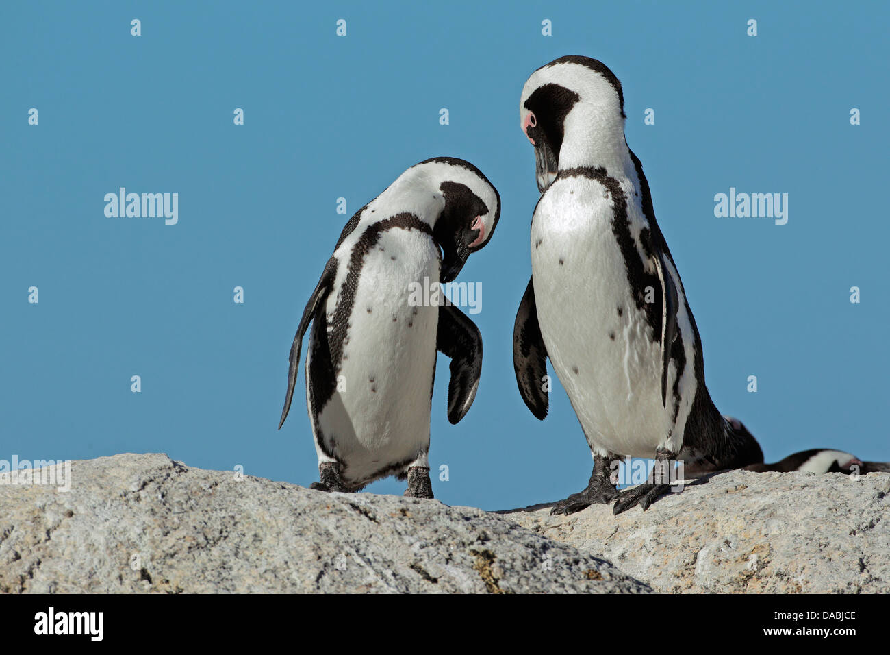 Paar der afrikanischen Pinguine (Spheniscus Demersus) vor einem blauen Himmel, Western Cape, Südafrika Stockfoto