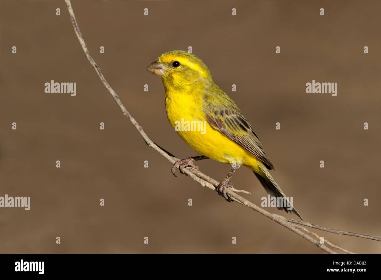 Gelbe Kanarische (Serinus Mozambicus) thront auf einem Ast, Kalahari, Südafrika Stockfoto