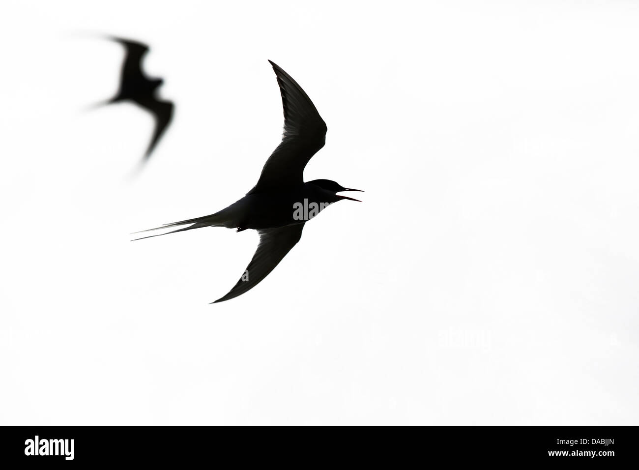 Küstenseeschwalbe; STERNA Paradisaea; Flug; Shetland-Inseln; UK Stockfoto