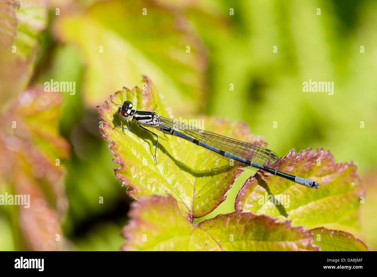 Azure Damselfly; Coenagrion Puella; Cornwall; UK Stockfoto