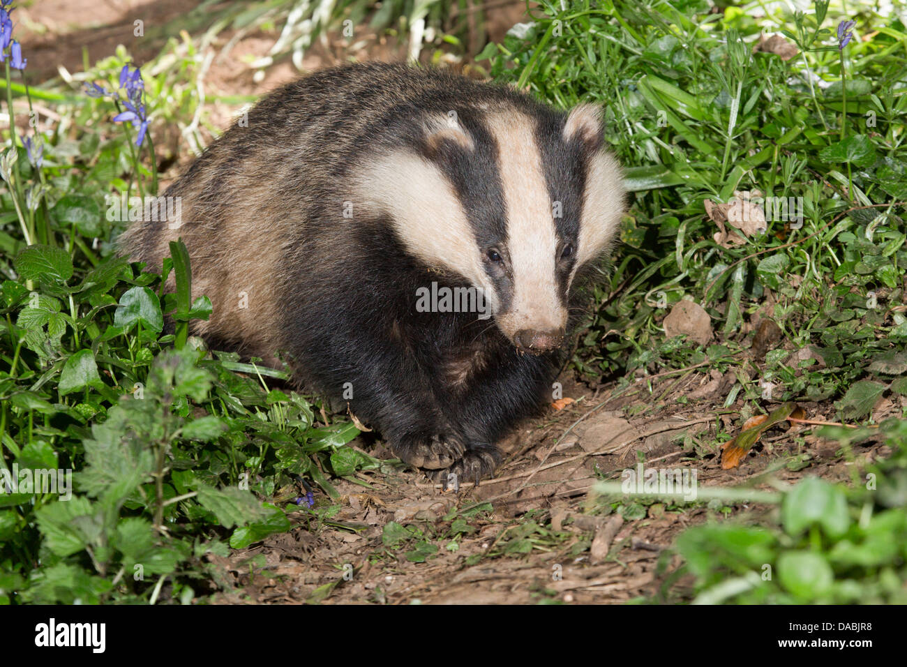 Dachs; Meles Meles; UK Stockfoto