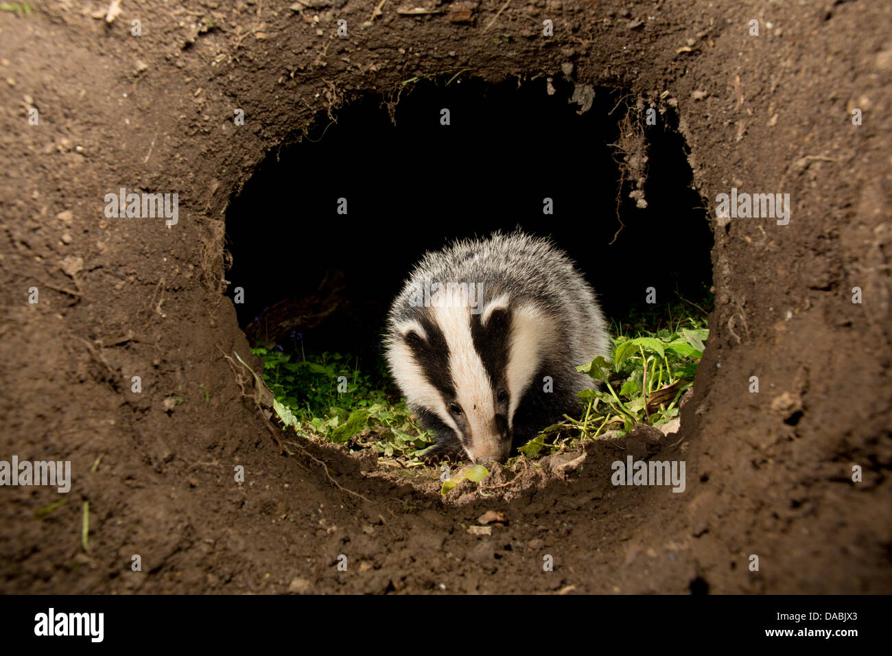 Dachs; Meles Meles; UK Stockfoto