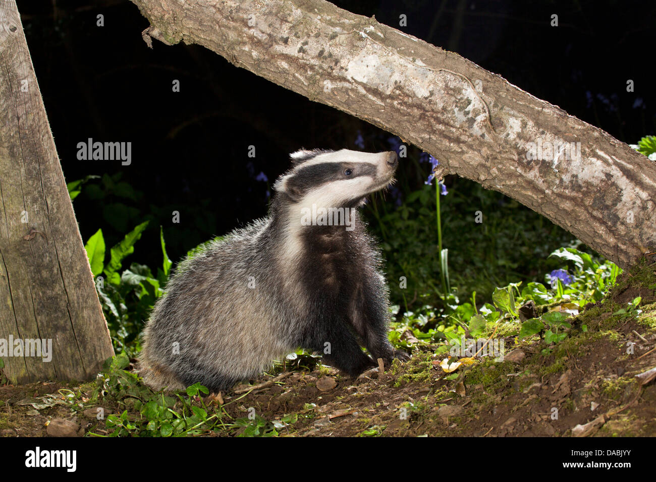 Dachs; Meles Meles; UK Stockfoto