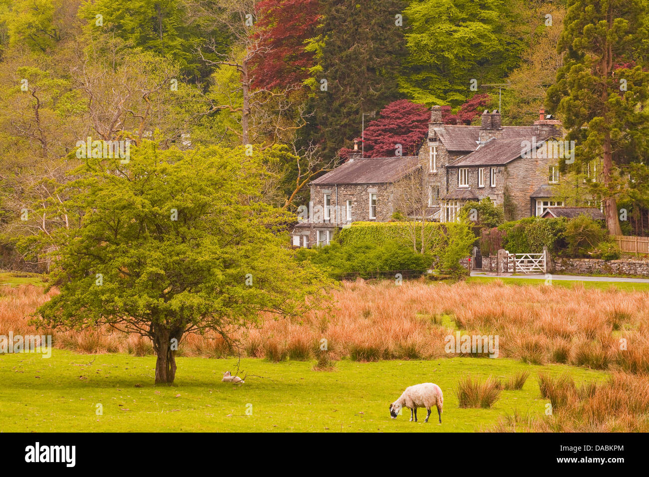 Ein Haus unter den Wald in der Nähe von Ambleside im Lake District National Park, Cumbria, England, Vereinigtes Königreich, Europa Stockfoto