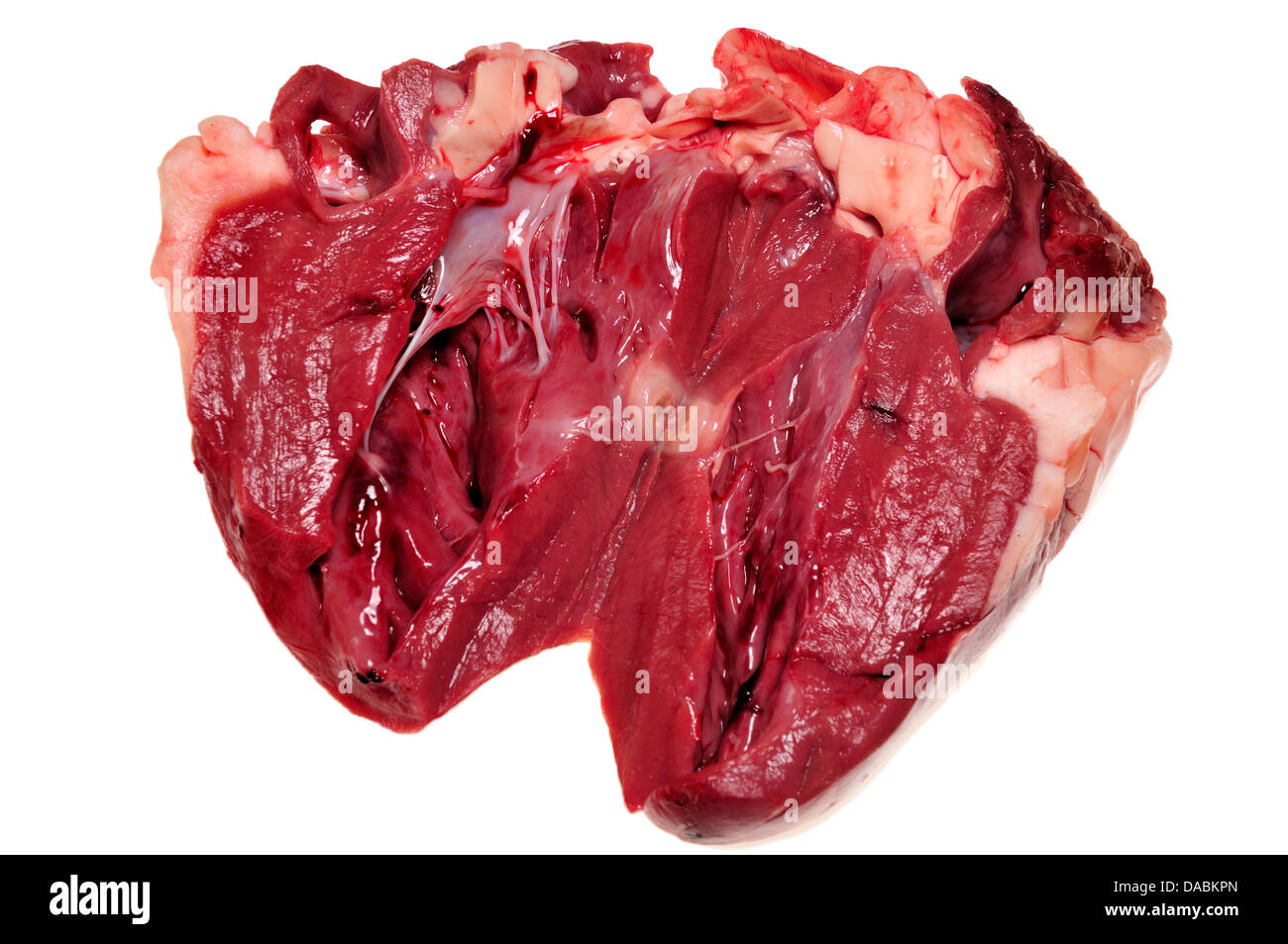 Schafmilch Herz - geschnitten offen zeigen Ventrikel und Ventile Stockfoto