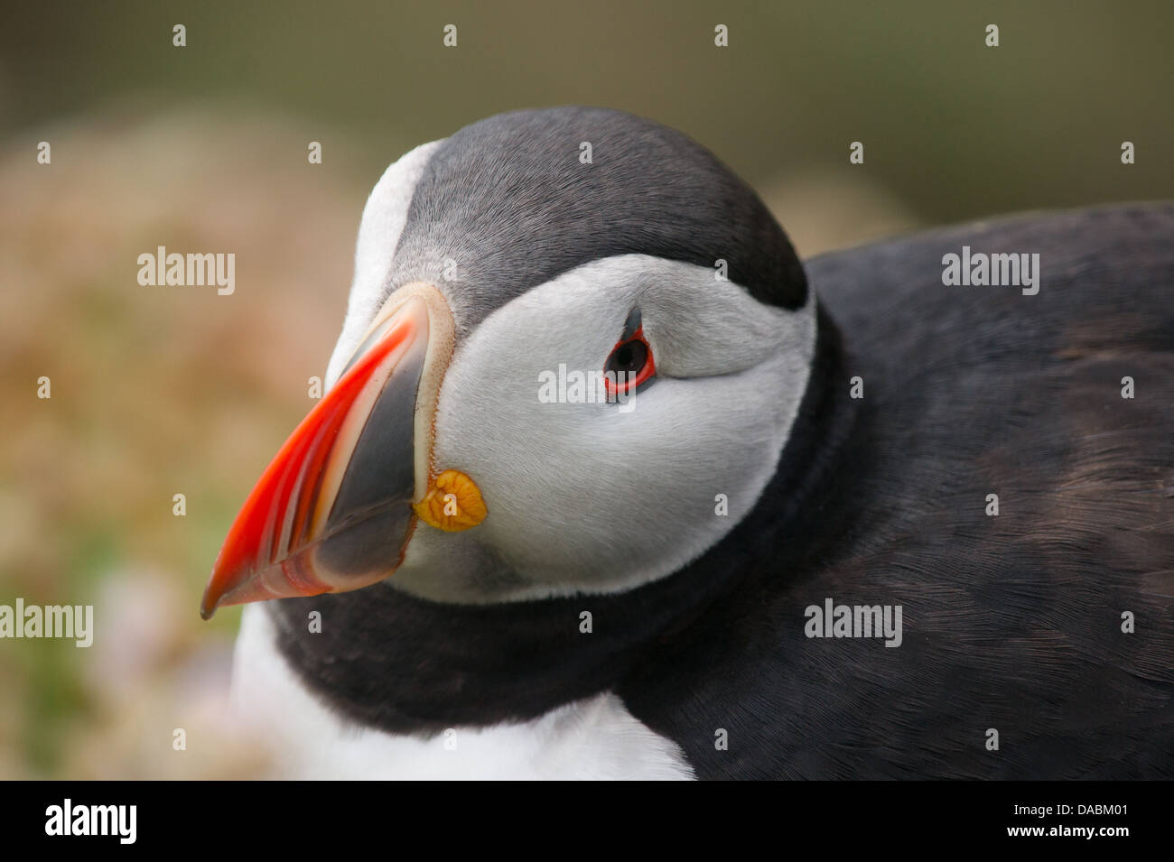 Papageitaucher auf Sumburgh Head, Shetland Stockfoto