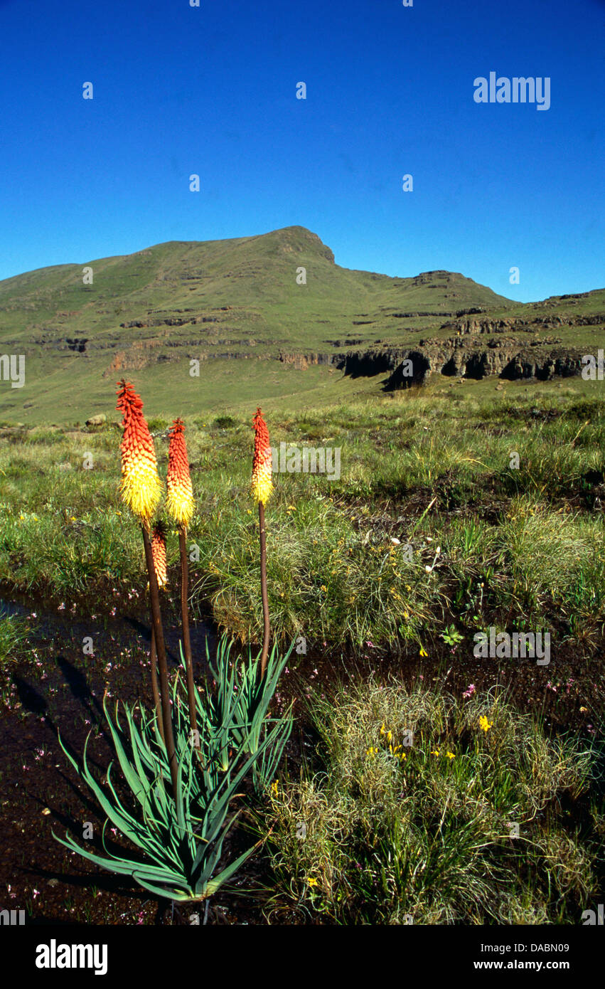 Einheimische Blumen wachsen im Feuchtgebiet oben Drakensberg-Gebirge ist eine enorme Wassereinzugsgebiet Flüsse Feeds, die ausgeführt werden Stockfoto