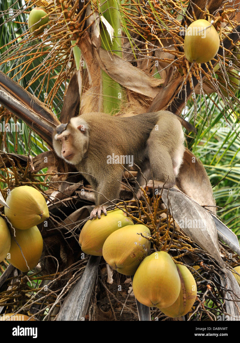 Makaken-Affen ausgebildet, um Kokosnüsse in Ko Samui, Thailand, Südostasien, Asien zu sammeln Stockfoto