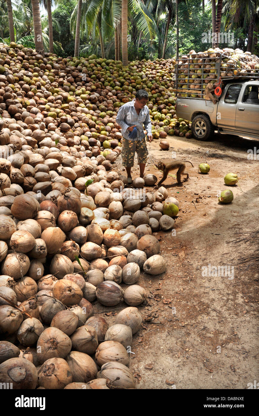 Makaken ausgebildet, um Kokosnüsse in Ko Samui, Thailand, Südostasien, Asien zu sammeln Stockfoto