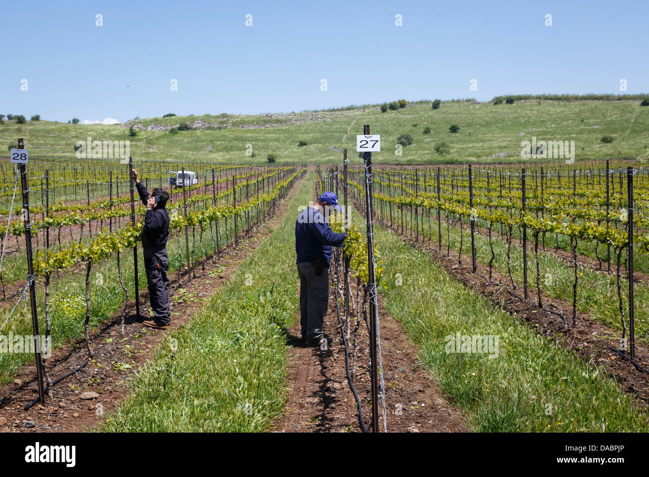 Menschen, die auf einem Weingut in den Golanhöhen, Israel, Nahost Stockfoto