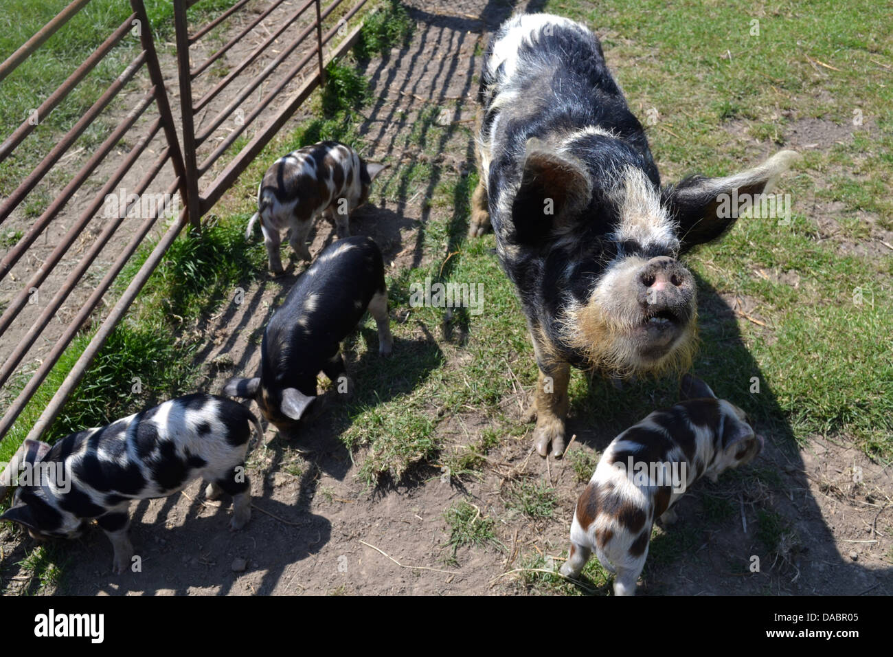 Schweine, Gutshof Campingplatz, Eastbourne, Sussex, England. Stockfoto