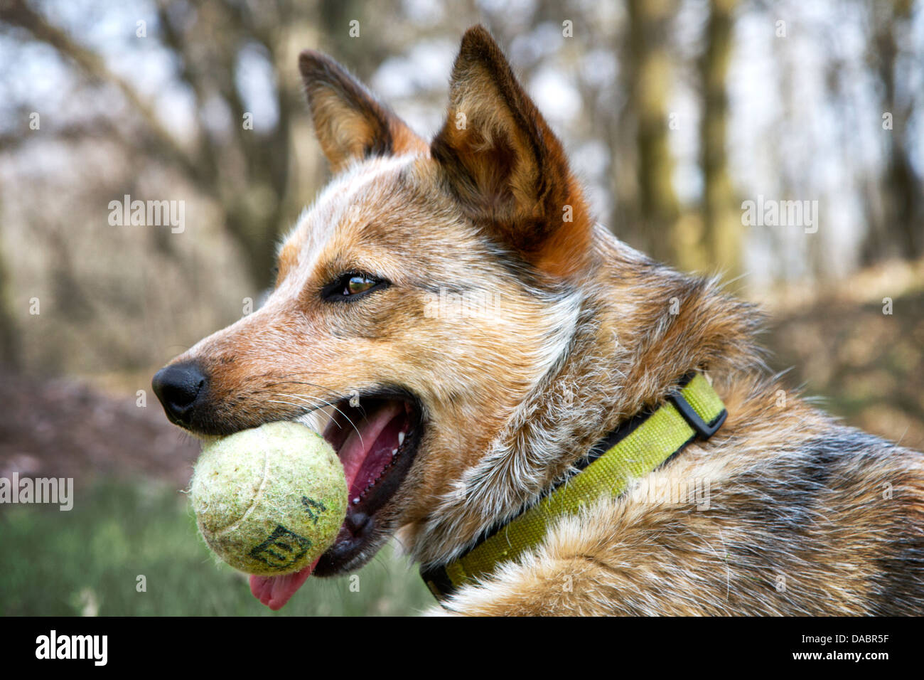 Red Heeler spielen im Freien mit ihren grünen Tennisball im Frühjahr. Stockfoto