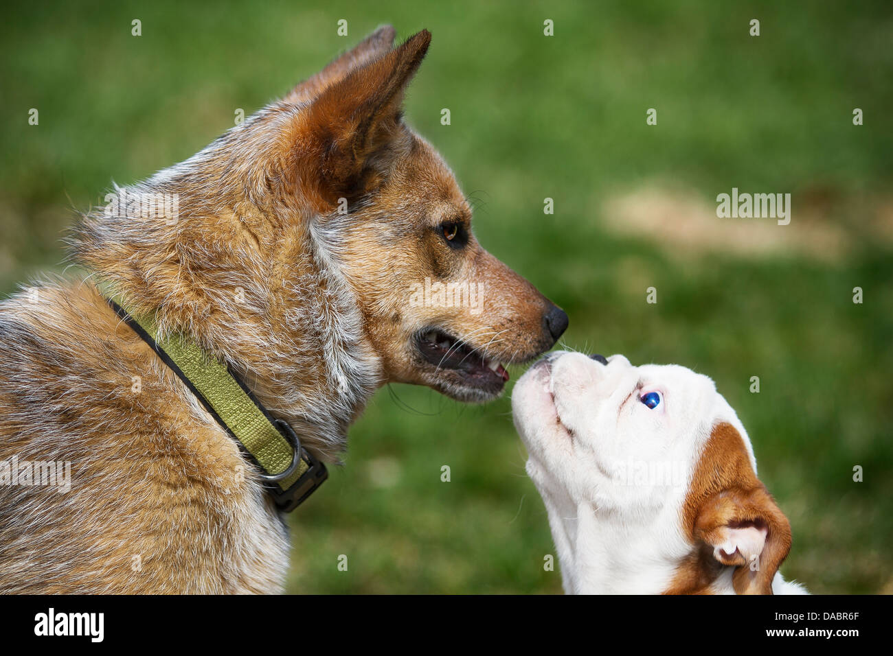 Spielst du mit mir. Red Heeler und Bulldogge Welpen spielen im Freien. Stockfoto