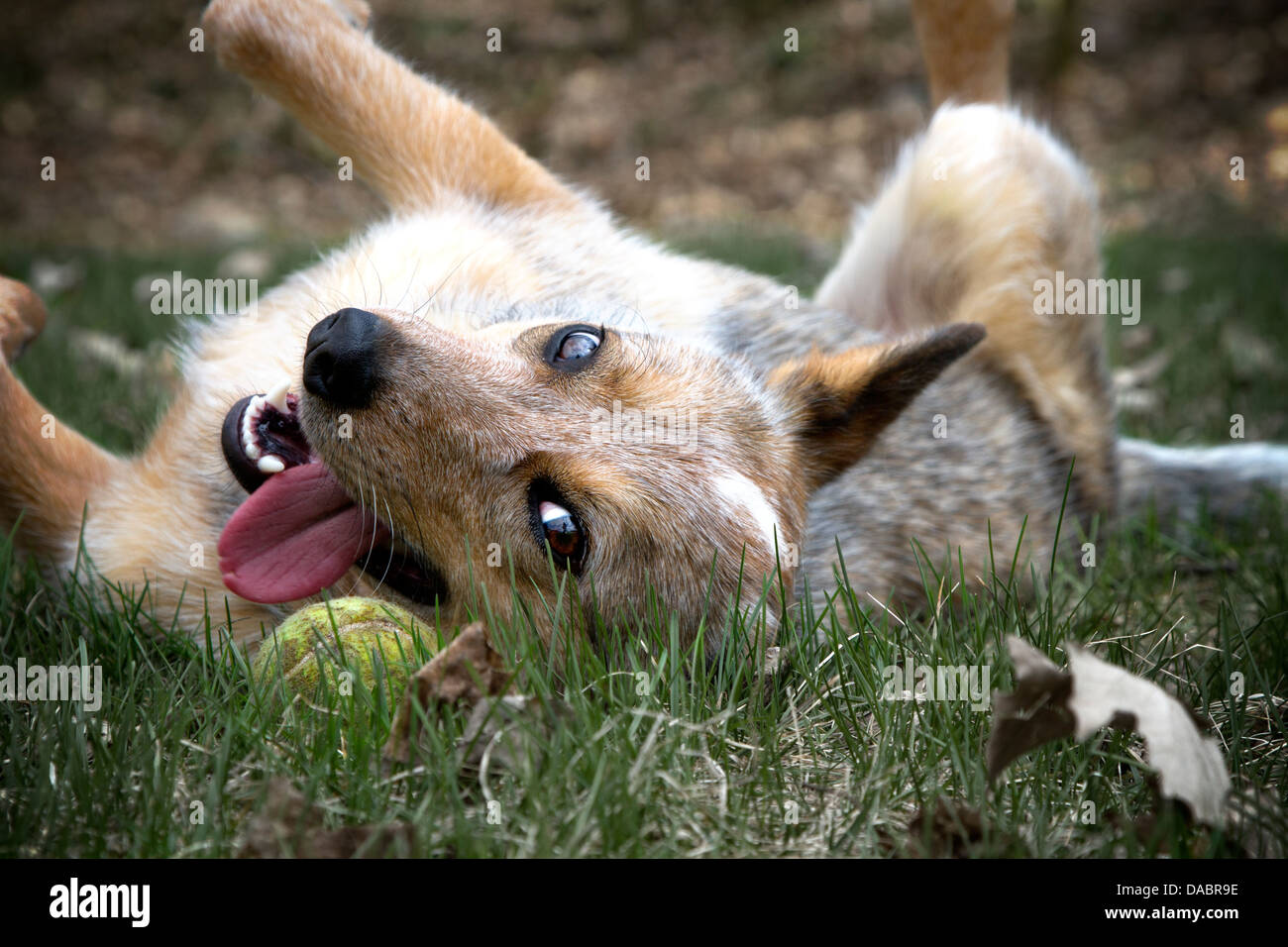 Spiel mit mir.  Red Heeler Verlegung kopfüber in den Rasen mit ihren grünen Tennisball. Stockfoto