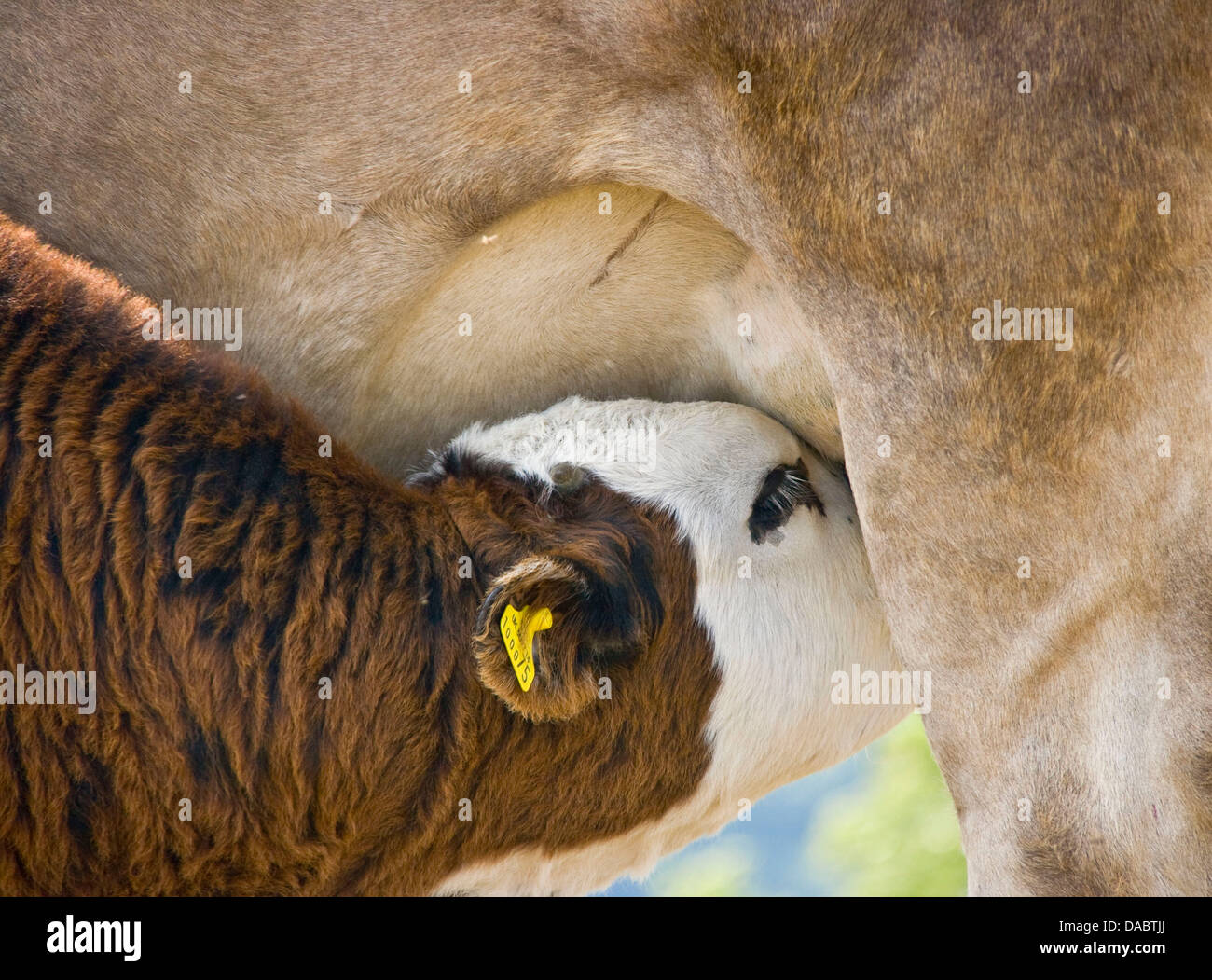 Rinder Tiere Landwirtschaft Kalb trinken aus Kühe Euter Sauger Stockfoto