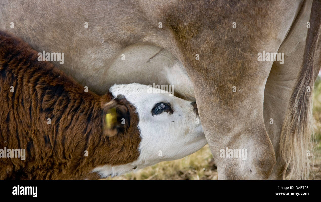 Kalb trinken aus Kühe Euter Sauger Stockfoto