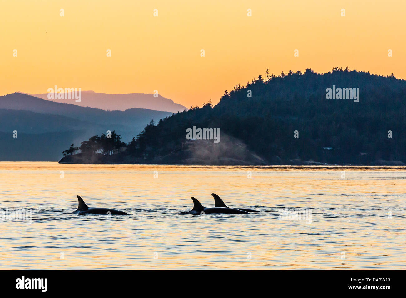Transient Schwertwale (Orcinus Orca) auftauchen bei Sonnenuntergang, Haro Strait, Saturna Island, Britisch-Kolumbien, Kanada, Nordamerika Stockfoto