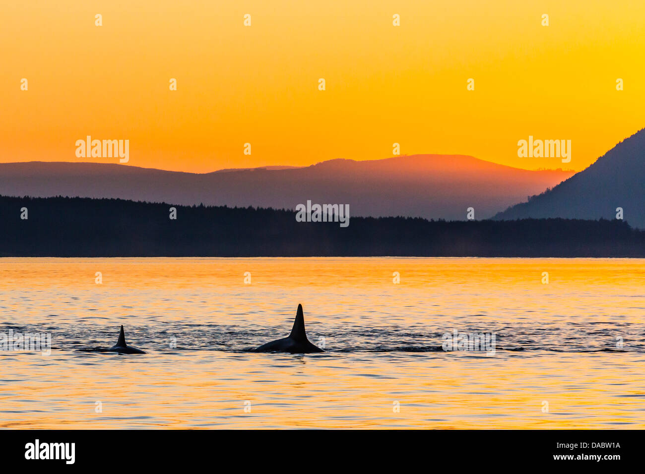 Transient Schwertwale (Orcinus Orca) auftauchen bei Sonnenuntergang, Haro Strait, Saturna Island, Britisch-Kolumbien, Kanada, Nordamerika Stockfoto