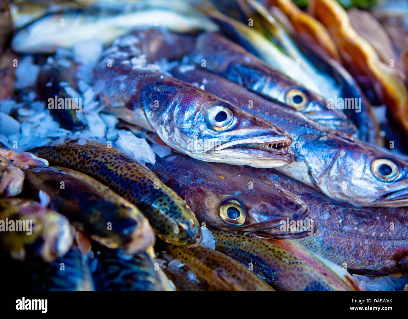 gekühlten frischen Fisch auf dem Dorset Sea Food festival Stockfoto