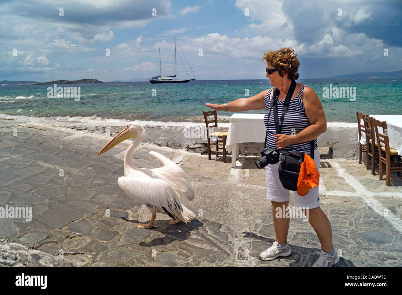 Die berühmten Pelikan von Mykonos-Insel in Griechenland Stockfoto