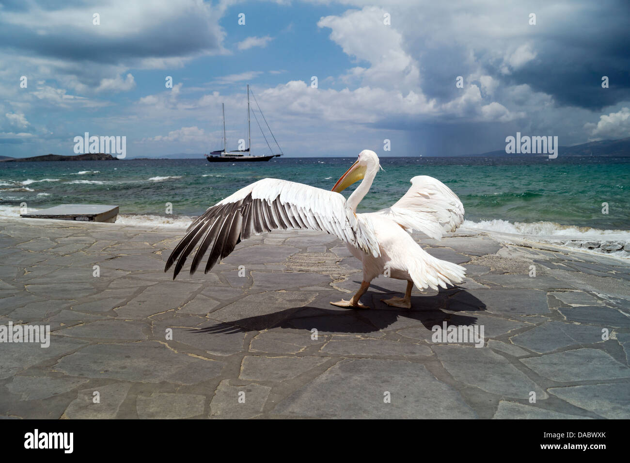 Die berühmten Pelikan von Mykonos-Insel in Griechenland Stockfoto