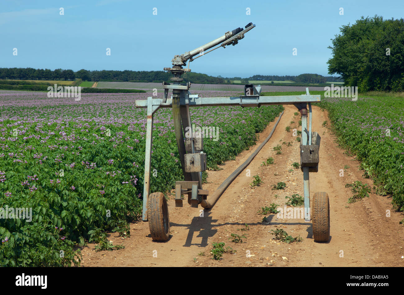 Kartoffelernte in Blüte mit Irrigator Norfolk Stockfoto