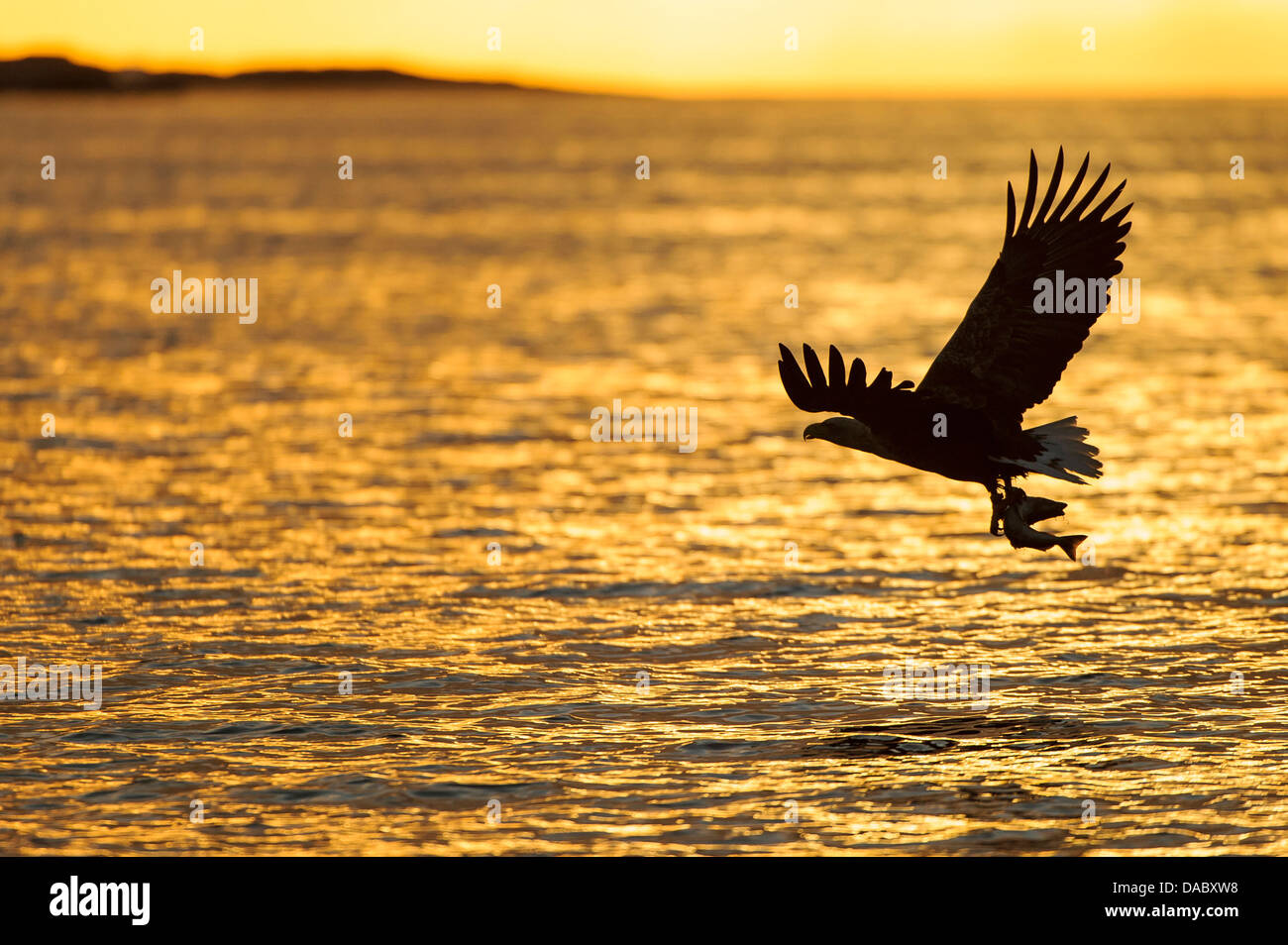 Seeadler, Haliaeetus Horste, Norwegen Stockfoto