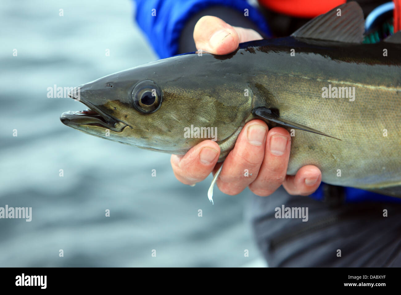 Angler halten eine Linie gefangen Pollack Stockfoto