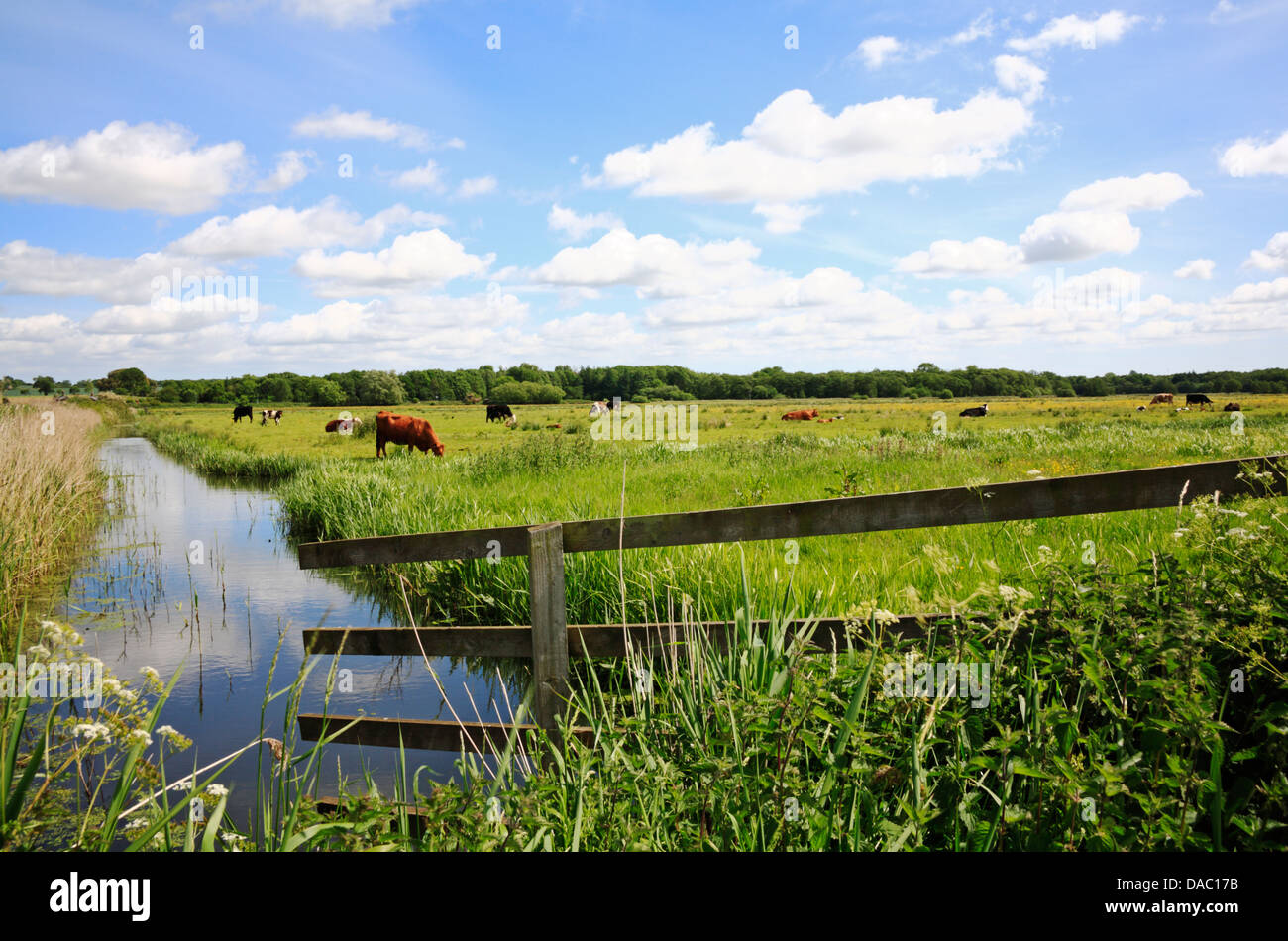 Eine pastorale Szene von Vieh auf Buckenham Marshes, Norfolk, England, Vereinigtes Königreich. Stockfoto