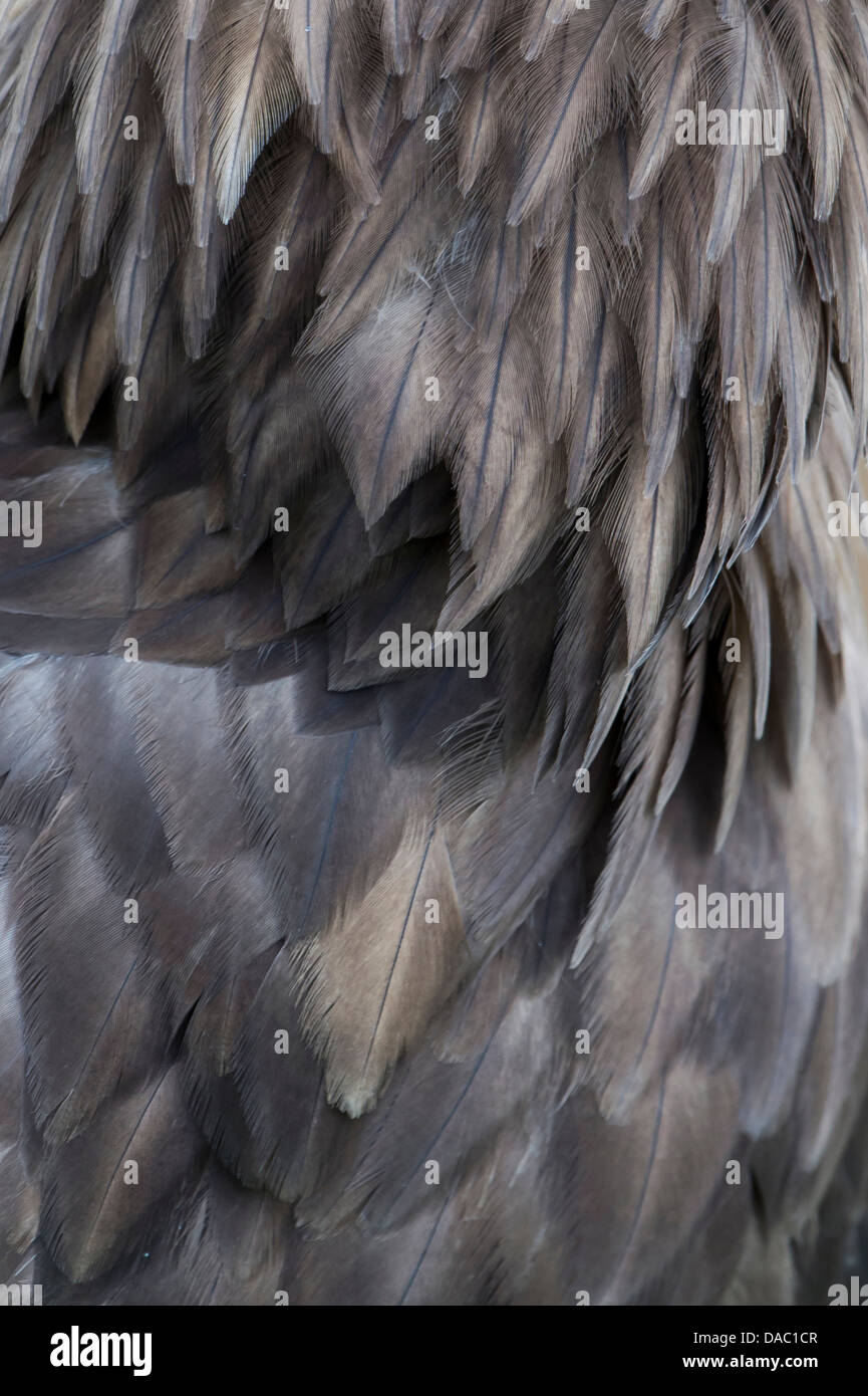 Seeadler, Haliaeetus Horste, Norwegen Stockfoto