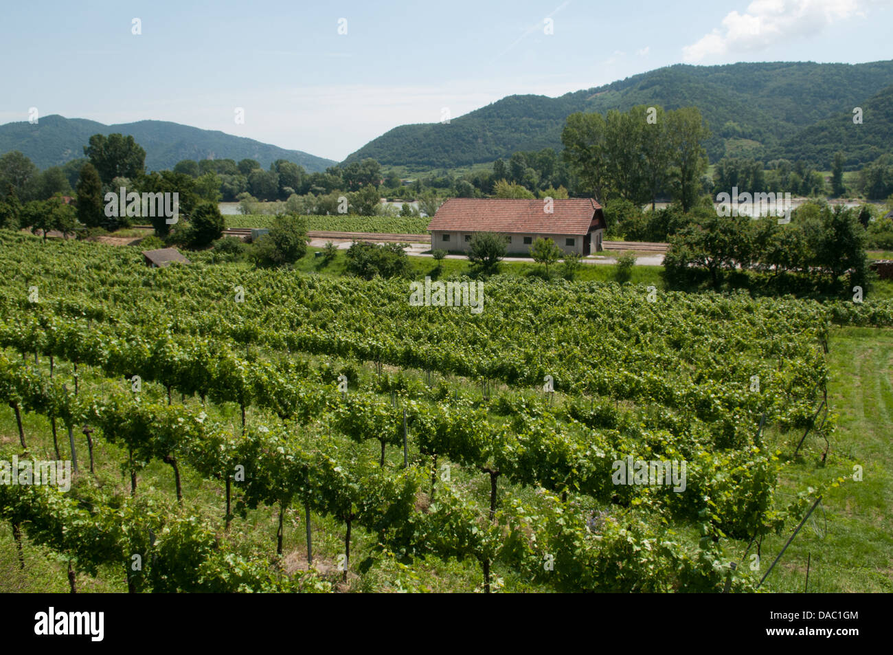 Weinberge in Weissenkirchen in der Wachau, Österreich. Stockfoto