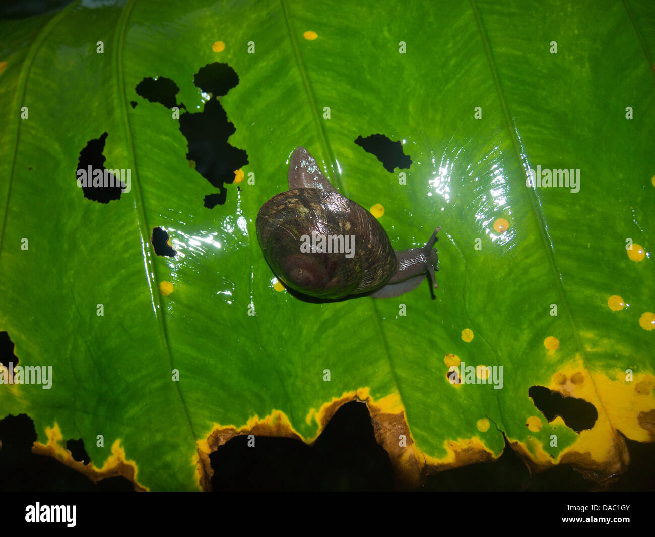 Essen eine nasse Schnecke verlassen im Regenwald Stockfoto