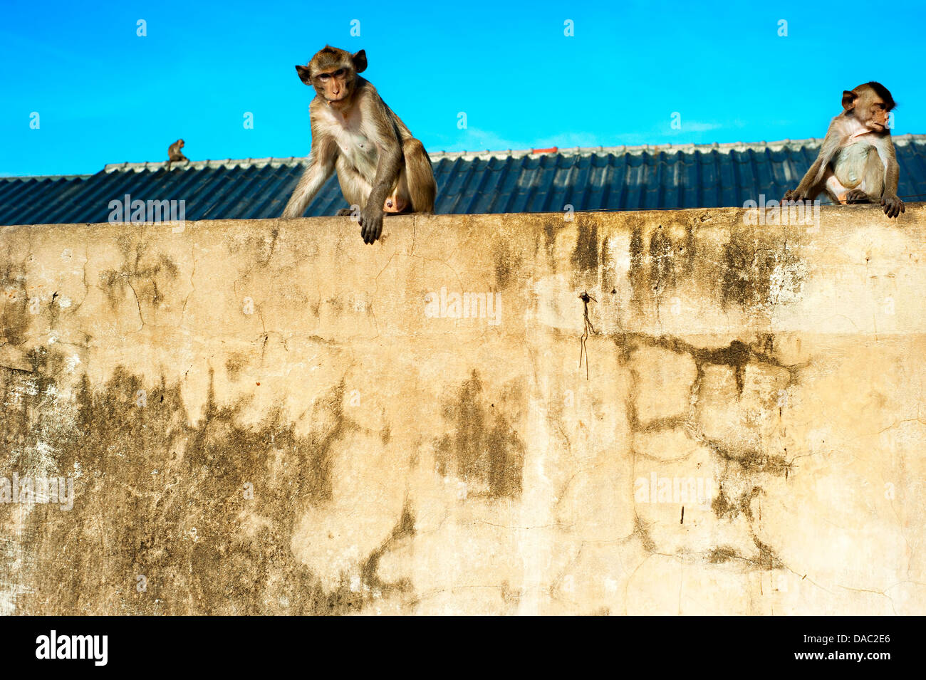 Affen sitzen an der Wand in Lopburi, Thailand Stockfoto