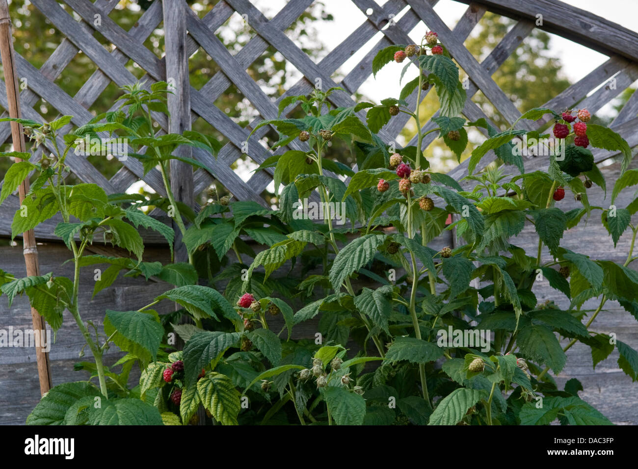 Fruchtkörper Himbeer Busch wächst gegen Spalier im Garten in Bristol, Großbritannien Stockfoto