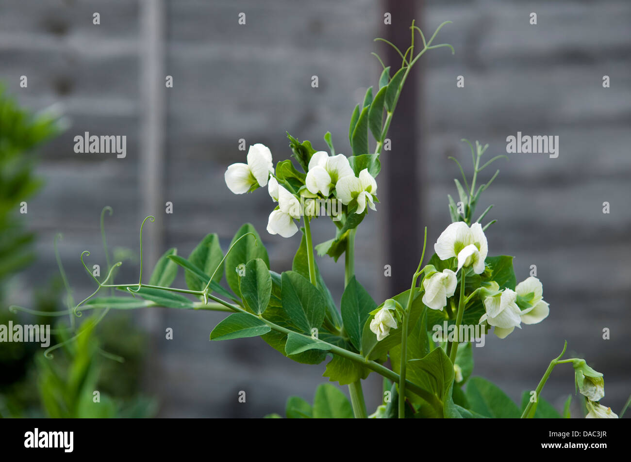 Erbsenpflanzen wachsen im Garten Stockfoto