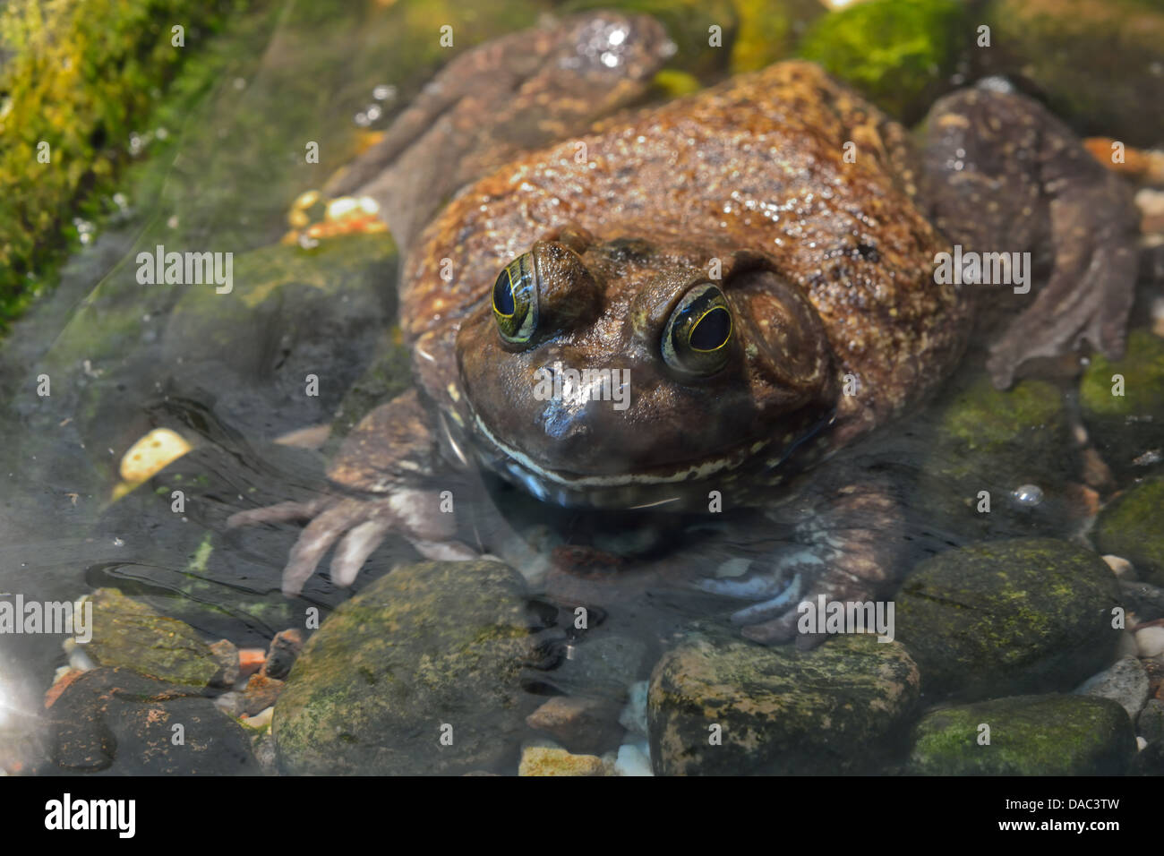Ein amerikanischer Ochsenfrosch. Stockfoto