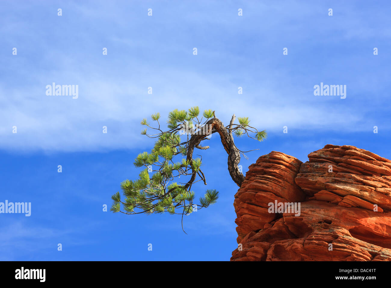 Pinyon-Kiefer (Pinus Edulis) auf Sandstein im Zion National Park Stockfoto